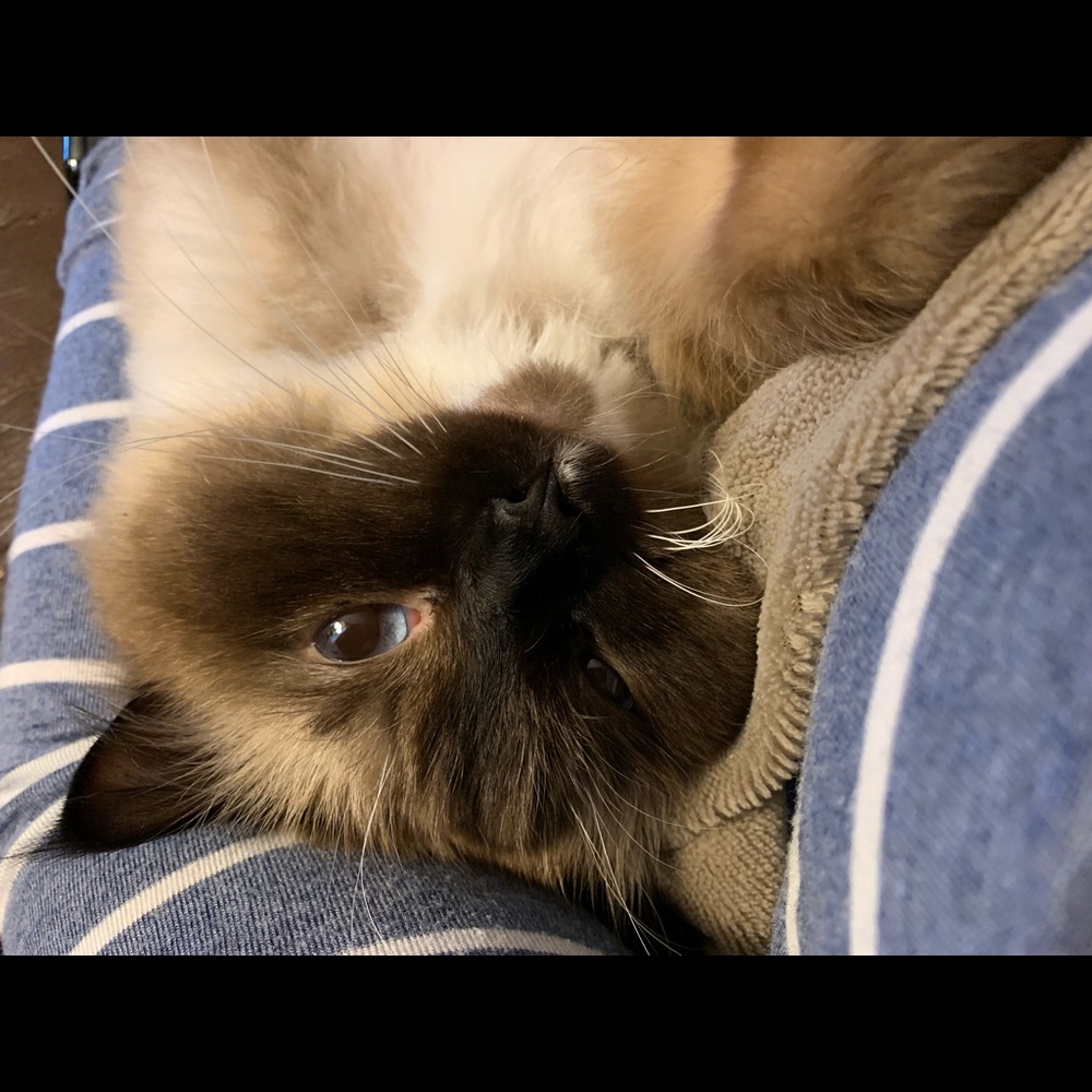 Meet your Posher, Alice